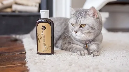 Шампунь для кошек: полезные советы