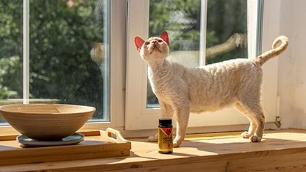 Что можно дать кошке в качестве успокоительного?